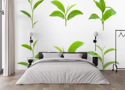 Green tea leaf collection isolated on white background Wall mural