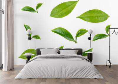 green tea leaf isolated on white background Wall mural