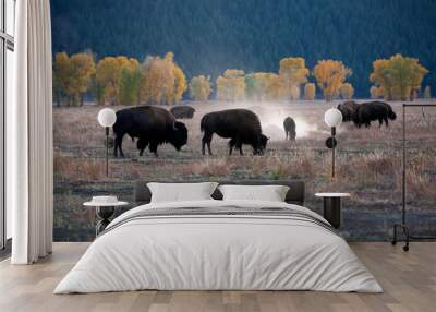 herd of Buffalo at yellow stone  Wall mural