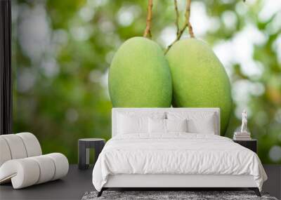 Selective focus on green mango fruits in garden. Seasonal and agriculture crops in Thailand.   Wall mural