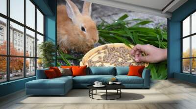 Little girl caring and feeding her loving pet rabbit. child feed food and grass with hand. Wall mural