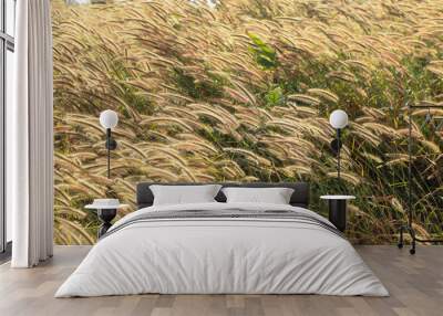 grass field in summer Wall mural