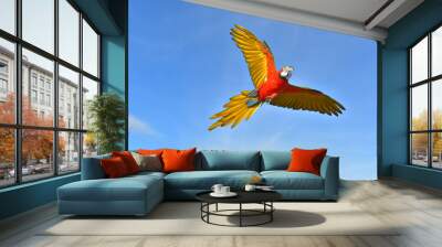 red and yellow macaw spread wings flying in the blue sky Wall mural