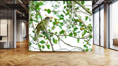 Streak-eared Bulbul birdwatching inn the forest.   Wall mural