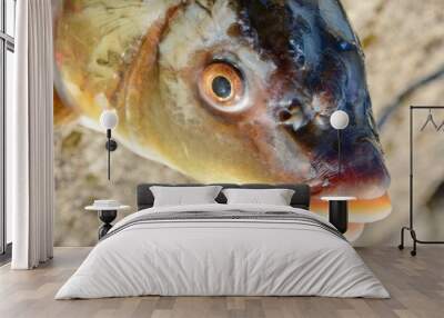 Fish head with open mouth. Big carp head close up. Wall mural