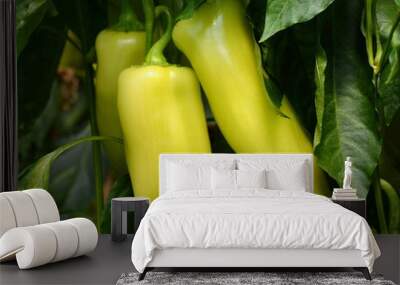 green sweet paprika. Green sweet pepper on the bushes. Wall mural