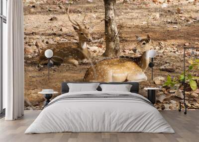 Ranthambore national park in India Wall mural