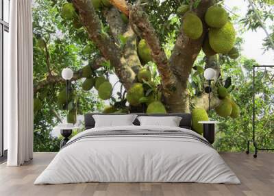 Jack fruit in summer time Wall mural