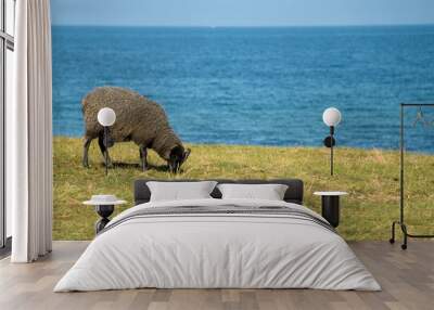 sheep eating grass Wall mural