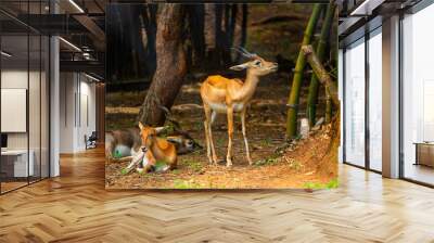 Deers family. Picture clicked at Arignar Anna Zoological Park, chennai, Tamil Nadu, South India, India Wall mural