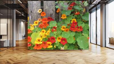 Trailing Vibrant Nasturtium Plant in Red, Orange and Yellow Wall mural