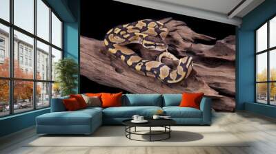 Baby Ball or Royal Python, Fire morph, on a piece of wood Wall mural