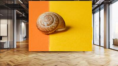 snail on a wooden background Wall mural