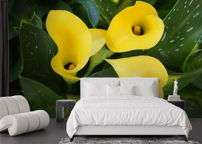 Flowers of yellow calla lilies Wall mural