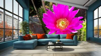 Amazing pink cactus flower from the garden Wall mural