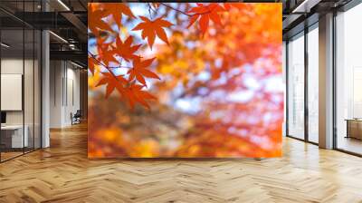 Colourful red and yellow maple leafe under the maple tree with blurred background during autumn in South Korea,Maple red background.. Wall mural