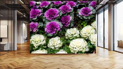 Group of Cabbage ornamental in park Wall mural