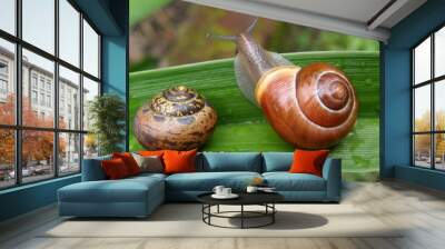 Two snails on green leaf Wall mural