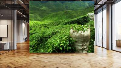 green tea plantation landscape Wall mural