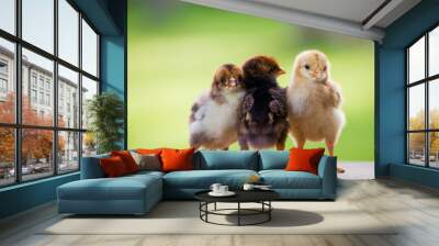 Adorable baby chicken or chick friends on natural background for concept design and decoration Wall mural