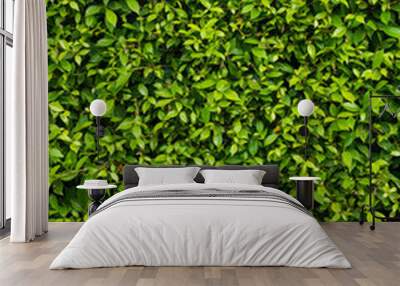 Close up green ivy leaves or green grass fence background for the concept design Wall mural