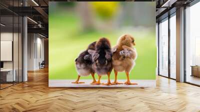 Three baby chick on the wooden floor from the back view for decoration Wall mural