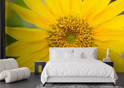 Yellow sunflower close up Wall mural