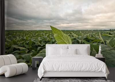 Sunrise views of lush, green and healthy rows of soybean crops. Dew drops on the green leaves of the plants. Dramatic cloudy blue sky above. Captured in early August in the Midwest, USA. Wall mural