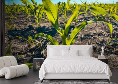 Young corn crop plants in an agricultural field. Captured in mid June in the Midwest USA. Clear blue morning sky overhead. Wall mural