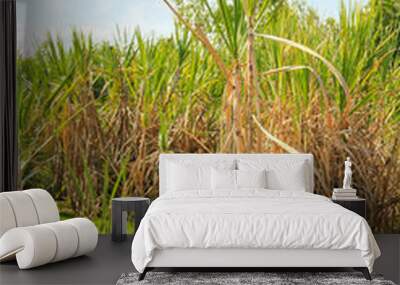 The worker is harvesting the sugarcane  Wall mural