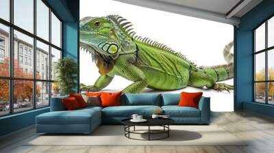 Full body image of a green iguana (iguana iguana) on a white background The long body of an iguana and a crest that has a clear sawtooth appearance along the back. Wall mural