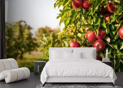 Bunch of organic red apples hanging on tree branches during sunrise, growing in an orchard. Ripe apples ready for harvesting Wall mural