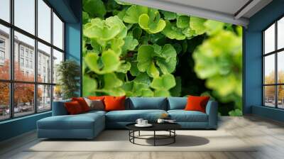 Fresh bright green ginkgo biloba leaves pattern. Natural foliage background. Ginkgo tree branches in garden Wall mural