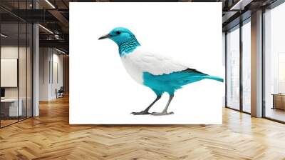 A white and turquoise bird with a black beak - bare-throated bellbird on Transparent Background  Wall mural