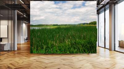 Beautiful green marsh on Lake Champlain Wall mural