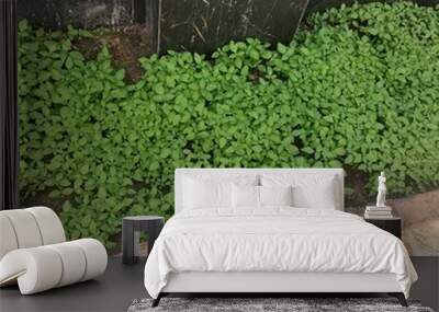 Green beauty and nature arts Wall mural