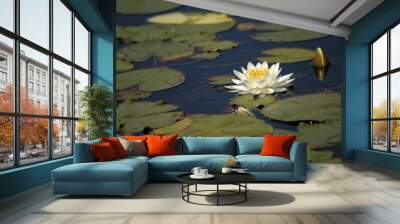 water lily Wall mural