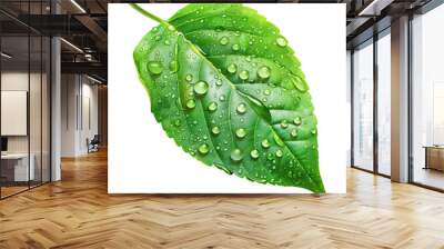 Green leaf with water drops closeup. Wall mural