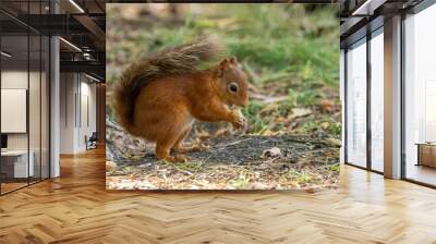 Cute scottish red squirrel eating a nut in the forest Wall mural