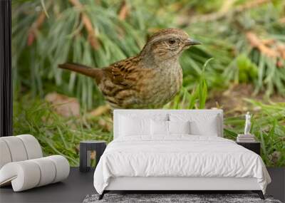 Duncock, hedge sparrow, foraging on the forest floor for food Wall mural