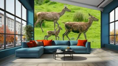 Herd of female red deer with a Bambi  Wall mural