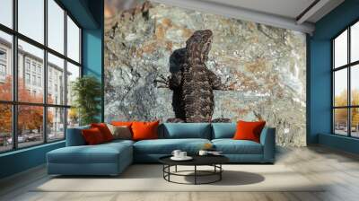 Western Fence Lizard sitting on the rock. Wall mural