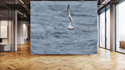 Juvenile herring gull soaring over the ocean Wall mural