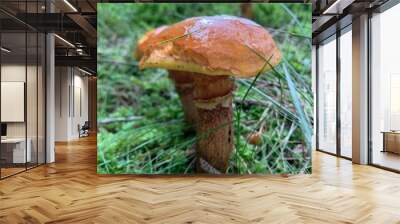 mushroom in the forest Wall mural