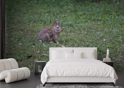 rabbit playing in my side yard dibbling on grass Wall mural