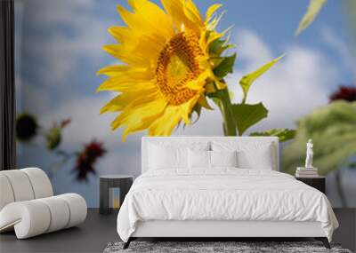 Sunflower against blue sky Wall mural