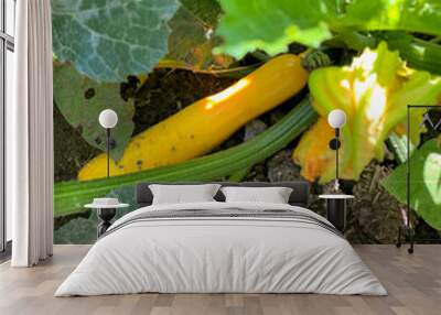 yellow zucchini plant in the garden Wall mural