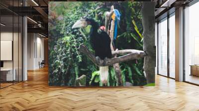 Black Whreated Hornbill bird on a branch Wall mural