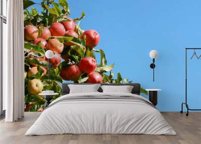 Bright red apples grow high on the tree Wall mural