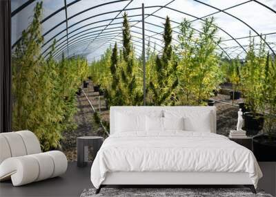 Cannabis Green House CBD Marijuana Hemp Wall mural